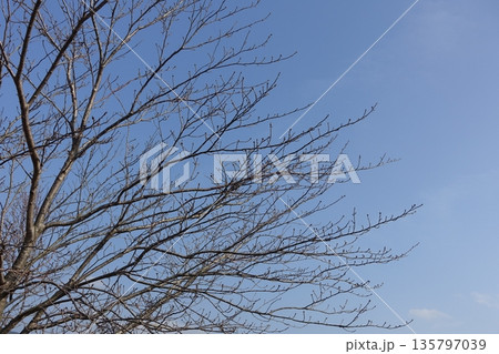 冬イメージ(winter image) 不景気などにも活用できます 冬イメージ(winter image) 不景気などにも活用できます 135797039