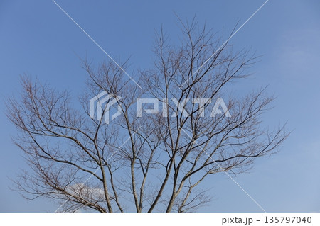 冬イメージ(winter image) 不景気などにも活用できます 冬イメージ(winter image) 不景気などにも活用できます 135797040