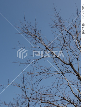 冬イメージ(winter image) 不景気などにも活用できます 冬イメージ(winter image) 不景気などにも活用できます 135797042