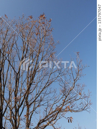 冬イメージ(winter image)　不景気などにも活用できます 135797047