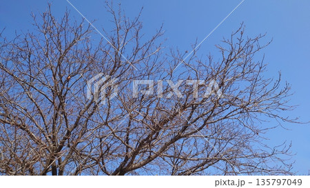 冬イメージ(winter image) 不景気などにも活用できます 冬イメージ(winter image) 不景気などにも活用できます 135797049