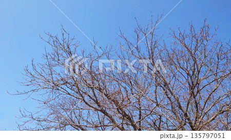 冬イメージ(winter image)　不景気などにも活用できます 135797051