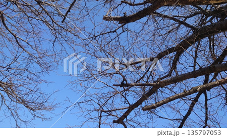 冬イメージ(winter image)　不景気などにも活用できます 135797053
