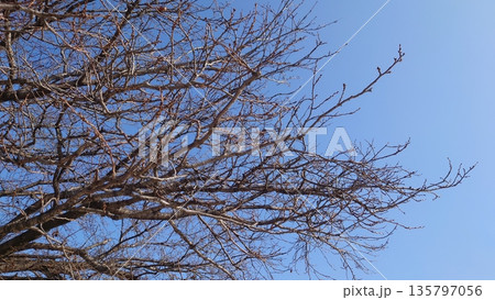 冬イメージ(winter image) 不景気などにも活用できます 冬イメージ(winter image) 不景気などにも活用できます 135797056