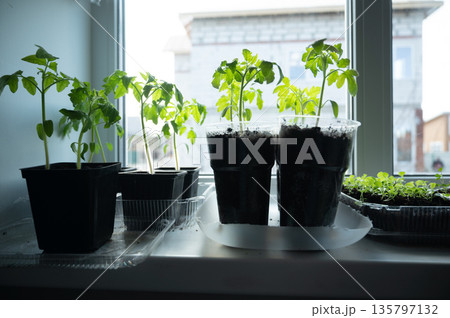 Tomato seedlings growing on window sill Tomato seedlings growing on window sill 135797132