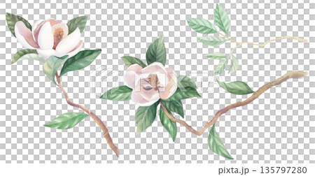 Set of blooming magnolia branches. Watercolor illustration. Handmade watercolor illustration. For packaging design, cards, cover, wallpaper, prints, product labels and fabric. Set of blooming magnolia branches. Watercolor illustration. Handmade watercolor illustration. For packaging design, cards, cover, wallpaper, prints, product labels and fabric. 135797280