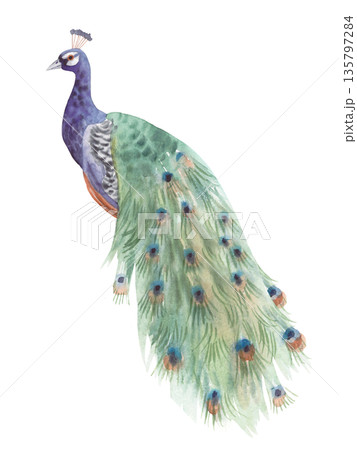 Watercolor peacock. Handmade watercolor illustration. For packaging design, cards, cover, wallpaper, prints, product labels and fabric. 135797284