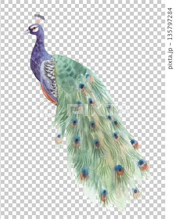 Watercolor peacock. Handmade watercolor illustration. For packaging design, cards, cover, wallpaper, prints, product labels and fabric. 135797284