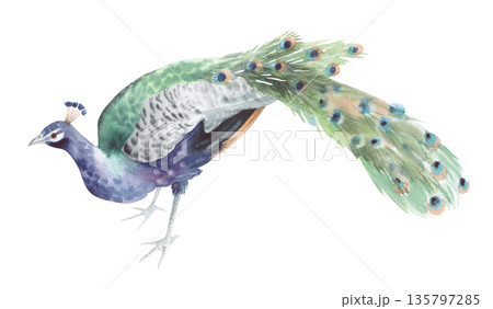 Beautiful peacock. Handmade watercolor illustration. For packaging design, cards, cover, wallpaper, prints, product labels and fabric. 135797285