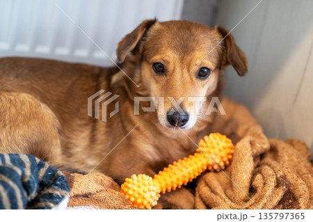 Tranquil canine seated on textured throws with bright light illuminating its peaceful face Tranquil canine seated on textured throws with bright light illuminating its peaceful face 135797365