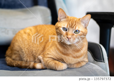Closeup of ginger tabby cat comfortably seated on plush chair in cozy office setting 135797372