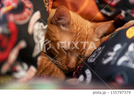 Serene ginger kitten curled on patterned cloth with shimmering collar and tranquil indoor ambiance Serene ginger kitten curled on patterned cloth with shimmering collar and tranquil indoor ambiance 135797379