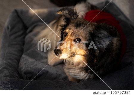 Peaceful dog peacefully reclining in soft setting with sunlight casting gentle shadows 135797384