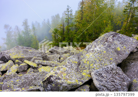 forest on the rocks in fog. mysterious autumn morning in ukrainian carpathians. hiking through steep hills of gorgany ridge with coniferous trees. outdoor adventure in ivano-frankivsk region 135797399