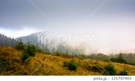 mountain outdoor with overcast morning in autumn. foggy nature background in highlands of ukraine. dramatic weather 135797405