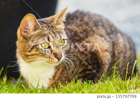 cat enjoying himself outdoor 135797709