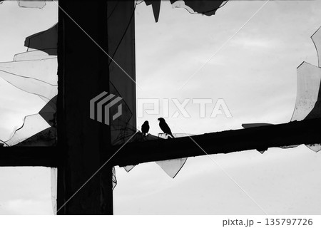 Bird silhouettes on broken window in abandoned building, black and white 135797726