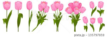 Pink Tulips Flowers Cartoon Set 135797859