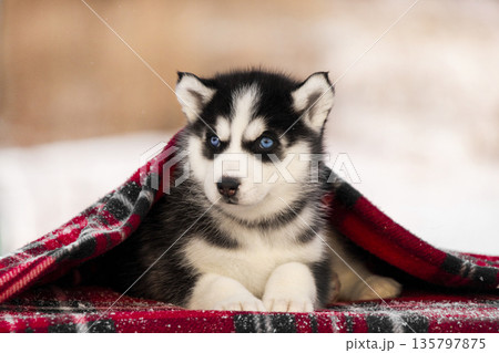 A beautiful husky puppy rests comfortably while wrapped in a thick red and black plaid blanket. The puppy's blue eyes are bright and clear as it looks toward the viewer. A beautiful husky puppy rests comfortably while wrapped in a thick red and black plaid blanket. The puppy's blue eyes are bright and clear as it looks toward the viewer. 135797875