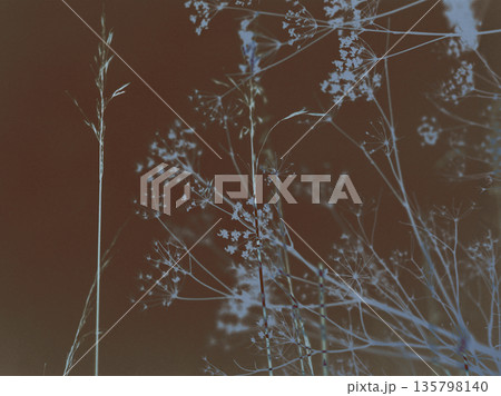 A high-contrast, inverted abstract of dried grasses captures a moody, surreal aesthetic of wildflowers on the dark background. Summertime nostalgia 135798140