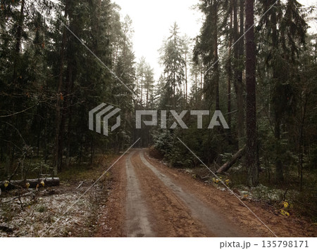 Tranquil forest path invites exploration on a foggy morning 135798171