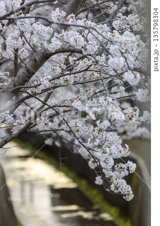水路の岸に咲く桜並木 水路の岸に咲く桜並木 135798304
