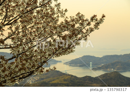 瀬戸内海国立公園野呂山からの朝焼けの瀬戸内と桜 瀬戸内海国立公園野呂山からの朝焼けの瀬戸内と桜 135798317