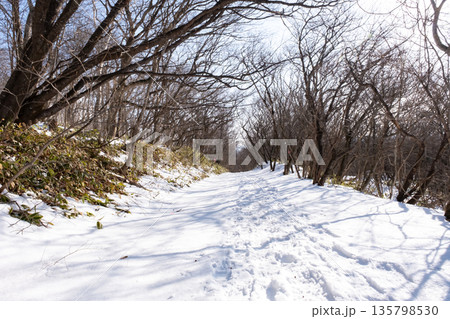 森の中の雪の歩道 135798530