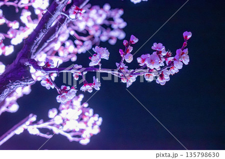 夜に咲く梅の花 135798630
