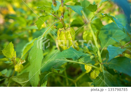 ホオズキ 135798785