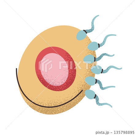 Pregnancy start conception process sticker Pregnancy start conception process sticker 135798895
