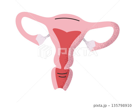 Female uterus reproductive organ sticker Female uterus reproductive organ sticker 135798910