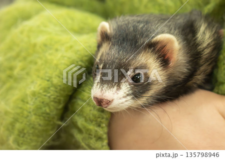 手に包まれるフェレット 手に包まれるフェレット 135798946
