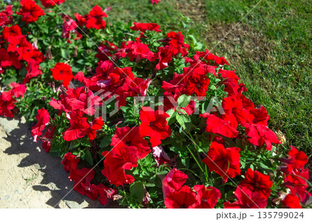 Red Petunia Flowers Blooming in Garden Bed on Sunny Day Red Petunia Flowers Blooming in Garden Bed on Sunny Day 135799024