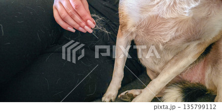A woman is holding clumps of dog fur in her hands. Excessive shedding in dogs and other pets. High quality photo 135799112