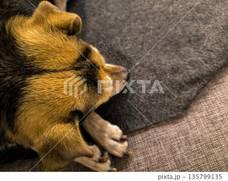 A dog's face resting on its paws on the couch, close-up. Pet care. High quality photo 135799135