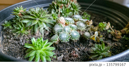 A terrarium with succulents. Growing succulents and cacti at home. Indoor flower beds for the amateur florist. High quality photo A terrarium with succulents. Growing succulents and cacti at home. Indoor flower beds for the amateur florist. High quality photo 135799167