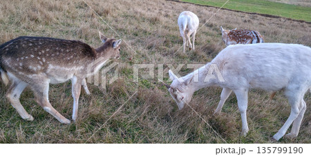 Deer close-up against a background of grass. Animals in the wild. High quality photo 135799190