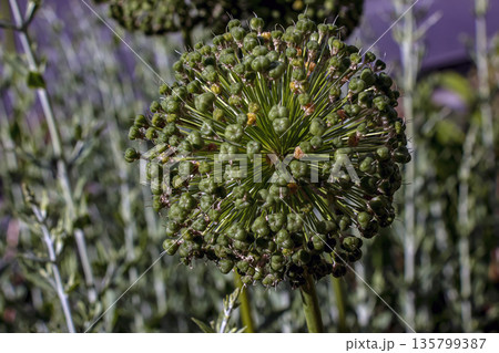 White flowering and fruiting umbel of ornamental onions in the garden on a sunny summer day. Onion seeds. Allium stipitatum. 135799387
