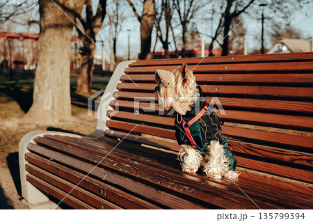 A cute Yorkshire Terrier dog wearing a dark coat and red harness sits on a wooden park bench, capturing a cozy moment outdoors on a winter day. Adorable stylish dressed up doggy is posing in a cap. 135799394