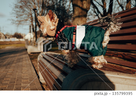 A cute Yorkshire Terrier dog wearing a dark coat and red harness sits on a wooden park bench, capturing a cozy moment outdoors on a winter day. Adorable stylish dressed up doggy is posing in a cap. A cute Yorkshire Terrier dog wearing a dark coat and red harness sits on a wooden park bench, capturing a cozy moment outdoors on a winter day. Adorable stylish dressed up doggy is posing in a cap. 135799395