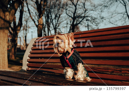 A cute Yorkshire Terrier dog wearing a dark coat and red harness sits on a wooden park bench, capturing a cozy moment outdoors on a winter day. Adorable stylish dressed up doggy is posing in a cap. A cute Yorkshire Terrier dog wearing a dark coat and red harness sits on a wooden park bench, capturing a cozy moment outdoors on a winter day. Adorable stylish dressed up doggy is posing in a cap. 135799397