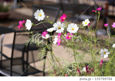 爽やか コスモスの花 爽やか コスモスの花 135799788