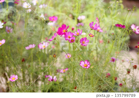 可愛い　コスモスの花 135799789