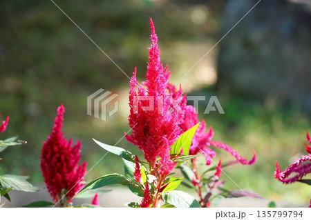 鮮やか ケイトウの花 鮮やか ケイトウの花 135799794