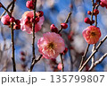 梅の花 135799807