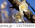 梅の花 135799809