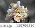梅の花 135799810