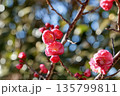 梅の花 135799811