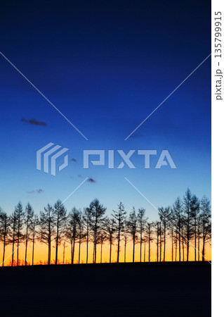 防風林と夜明けの空 防風林と夜明けの空 135799915